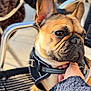dog, french_bulldog, pet, close_up, outdoor, chair, harness, hand, animal, ears, face, brown, black, seat, cute, companion, expression, sunlight, blurred_background, resting