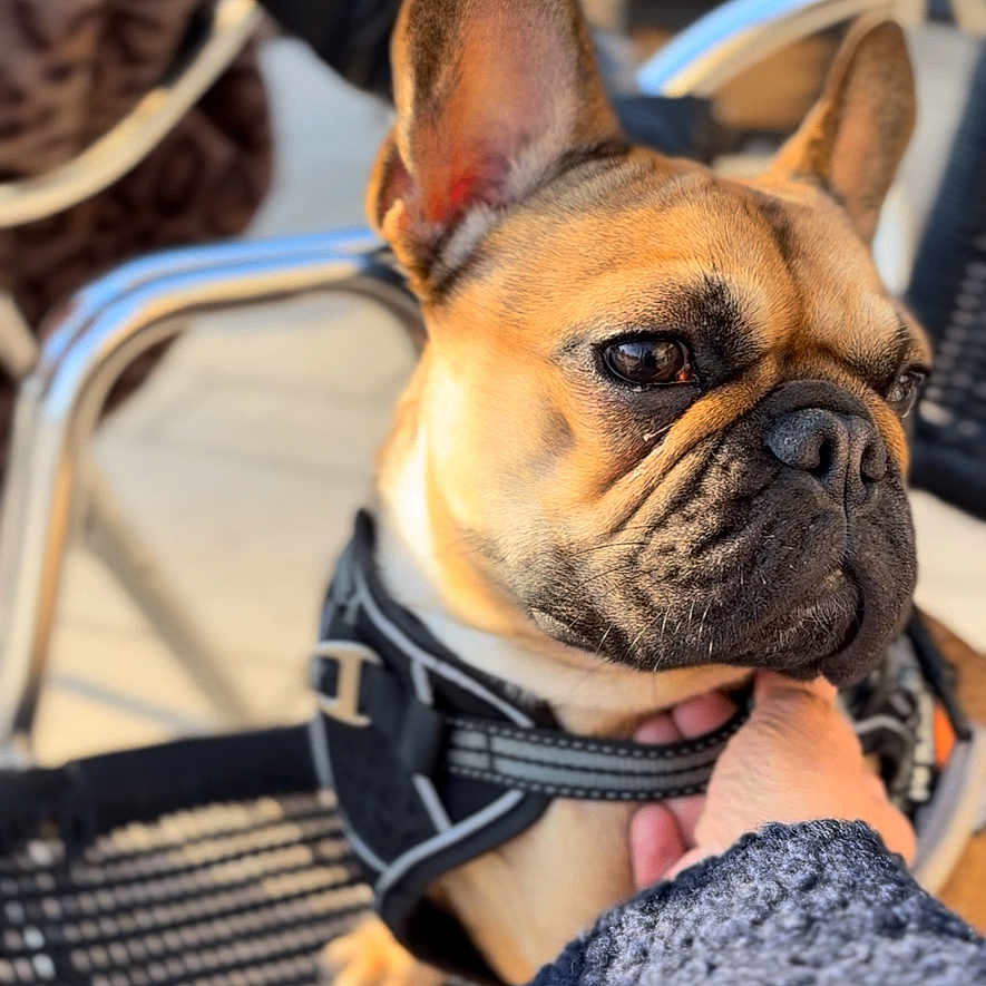Vaddy a rejoint le concours — aidez-le/la à gagner de superbes lots ! animal, black, blurred_background, brown, chair, close_up, companion, cute, dog, ears, expression, face, french_bulldog, hand, harness, outdoor, pet, resting, seat, sunlight