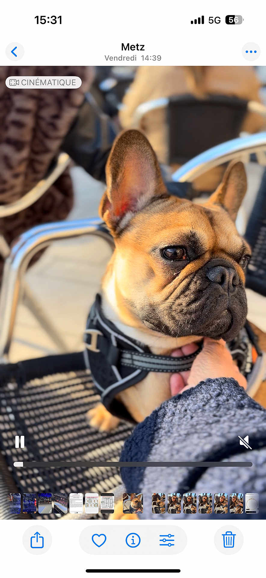 Vaddy a rejoint le concours — aidez-le/la à gagner de superbes lots ! dog, french_bulldog, pet, close_up, outdoor, chair, harness, hand, animal, ears, face, brown, black, seat, cute, companion, expression, sunlight, blurred_background, resting