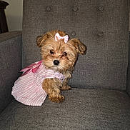 Sophie Williams is registered to the contest to win money with this photo: adorable, animal, bow, chair, cute, dog, domestic, dress, fabric, fluffy, furniture, gray, indoor, pet, pink, portrait, puppy, sitting, small, young