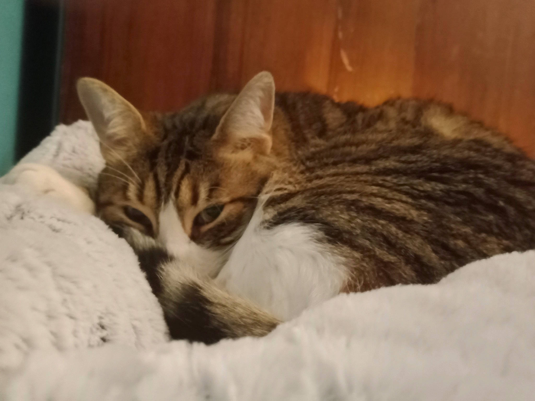 Azraël participe au concours pour gagner de l'argent avec cette photo : carnivore, cat, cat_furniture, cat_supply, claw, comfort, domestic_short_haired_cat, felidae, fur, nap, paw, small_to_medium_sized_cats, snout, tail, terrestrial_animal, whiskers