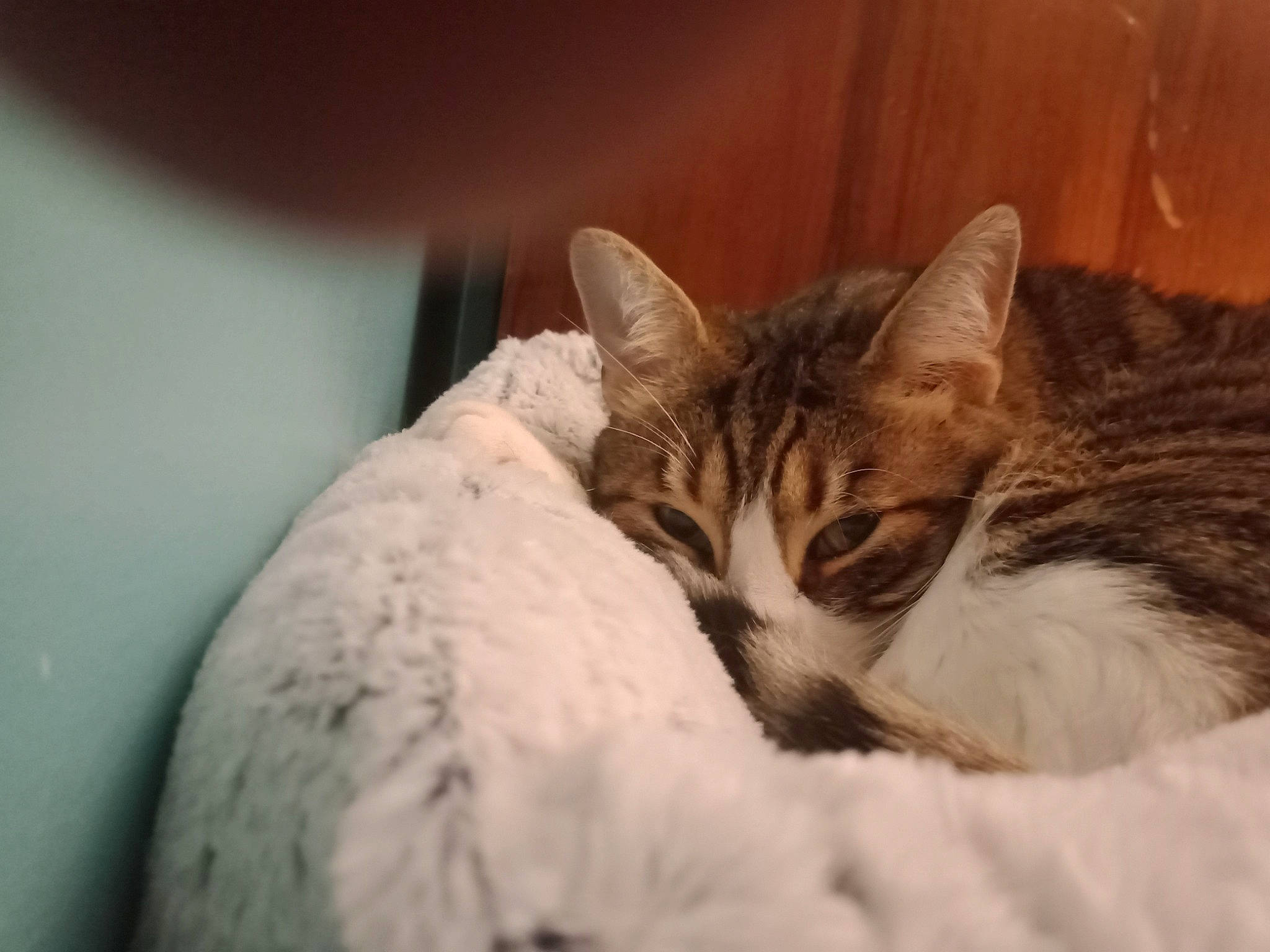 Azraël participe au concours pour gagner de l'argent avec cette photo : carnivore, cat, cat_bed, cat_supply, claw, comfort, domestic_short_haired_cat, felidae, fur, linens, nap, paw, sleep, small_to_medium_sized_cats, snout, terrestrial_animal, whiskers, wildlife