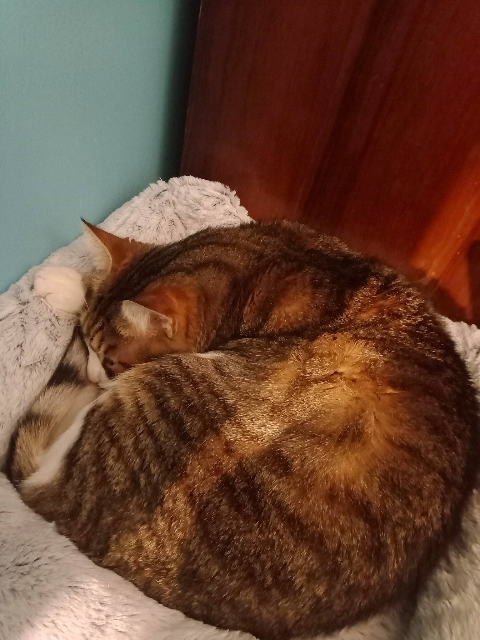 Azraël a rejoint le concours — aidez-le/la à gagner de superbes lots ! bed, bedding, carnivore, cat, comfort, curtain, domestic_short_haired_cat, fawn, felidae, fur, linens, nap, paw, room, small_to_medium_sized_cats, snout, tail, terrestrial_animal, whiskers, wood