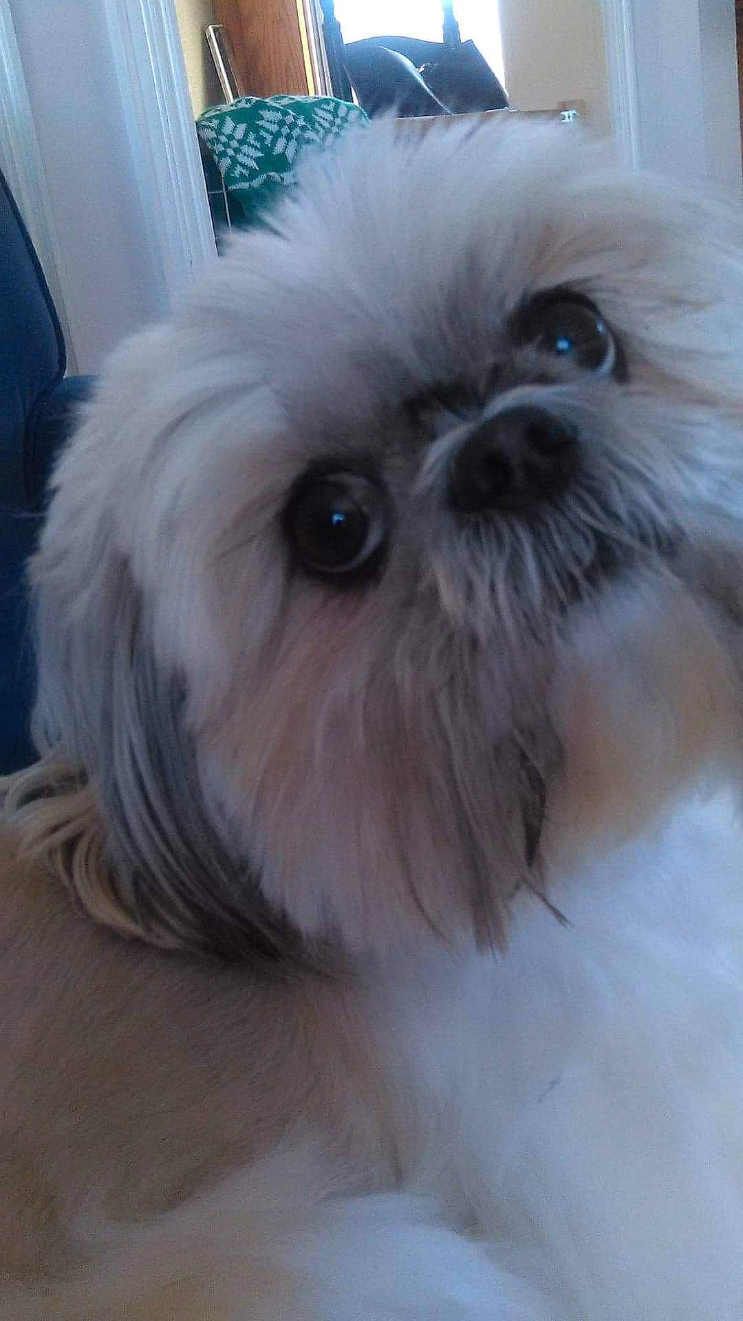 Pip is registered to the contest to win money with this photo: affenpinscher, canidae, carnivore, chinese_imperial_dog, companion_dog, dog, dog_breed, eye, fur, lhasa_apso, lowchen, mammal, pekapoo, puppy, rare_breed_dog, shih_tzu, snout, sporting_group, toy_dog, vertebrate