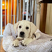 Trooper is registered to the contest to win money with this photo: puppy, dog, bed, indoor, floor, pet, white_dog, cute, animal, resting, collar, home, furniture, gate, tile_floor, young_dog, comfort, domestic, looking, canine