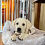 puppy, dog, bed, indoor, floor, pet, white_dog, cute, animal, resting, collar, home, furniture, gate, tile_floor, young_dog, comfort, domestic, looking, canine