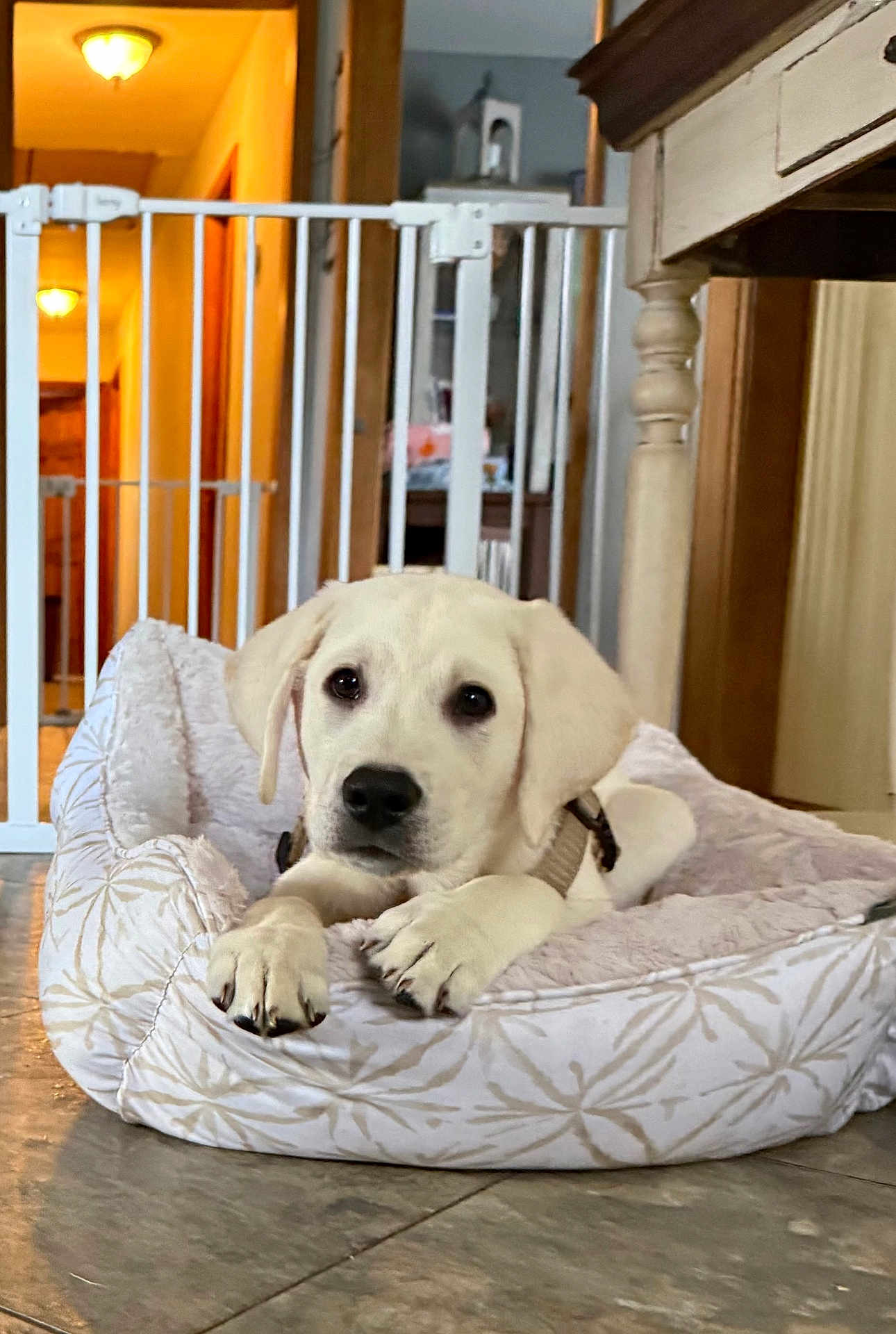 Trooper is registered to the contest to win money with this photo: puppy, dog, bed, indoor, floor, pet, white_dog, cute, animal, resting, collar, home, furniture, gate, tile_floor, young_dog, comfort, domestic, looking, canine