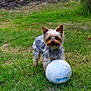 alert, animal, canine, companion, cute, dog, field, fur, grass, green, nature, outdoor, pet, playing, small_dog, sport_equipment, summer, toy, volleyball, yard