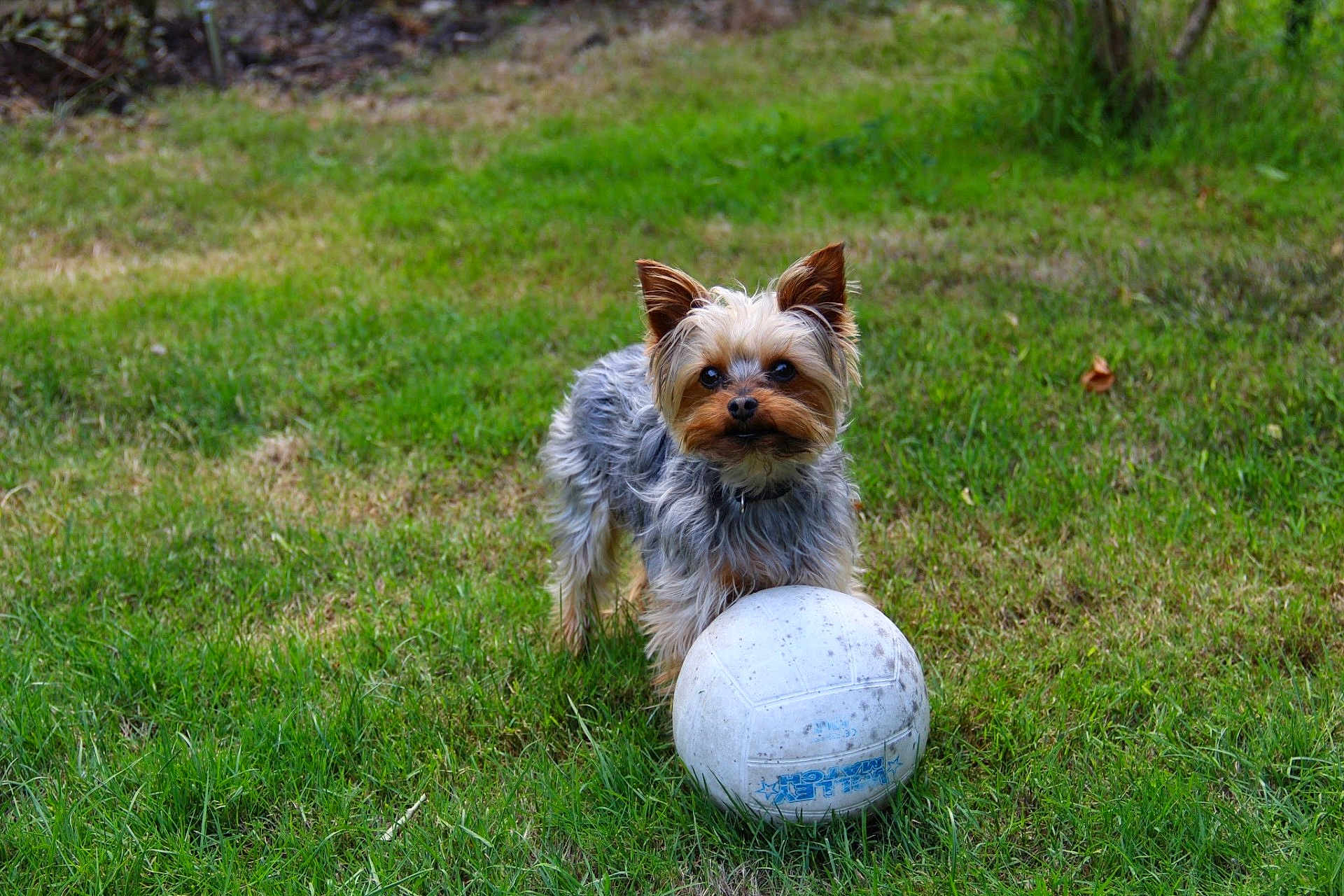 Jungle a rejoint le concours — aidez-le/la à gagner de superbes lots ! alert, animal, canine, companion, cute, dog, field, fur, grass, green, nature, outdoor, pet, playing, small_dog, sport_equipment, summer, toy, volleyball, yard