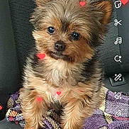 Vanille participe au concours pour gagner de l'argent avec cette photo : dog, puppy, small_dog, fluffy, brown, black, car_seat, blanket, hearts, cute, pet, indoor, portrait, animal, fur, sitting, looking, adorable, closeup, companion