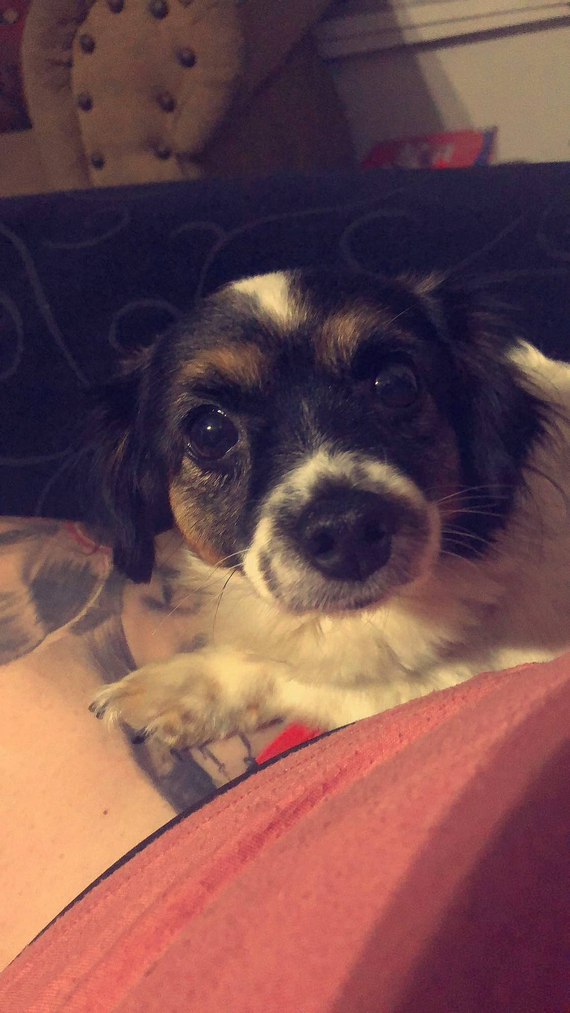 Lola is registered to the contest to win money with this photo: canidae, carnivore, comfort, companion_dog, couch, dog, dog_breed, fur, non_sporting_group, puppy_love, snout, sporting_group, square, toy_dog, whiskers, working_animal