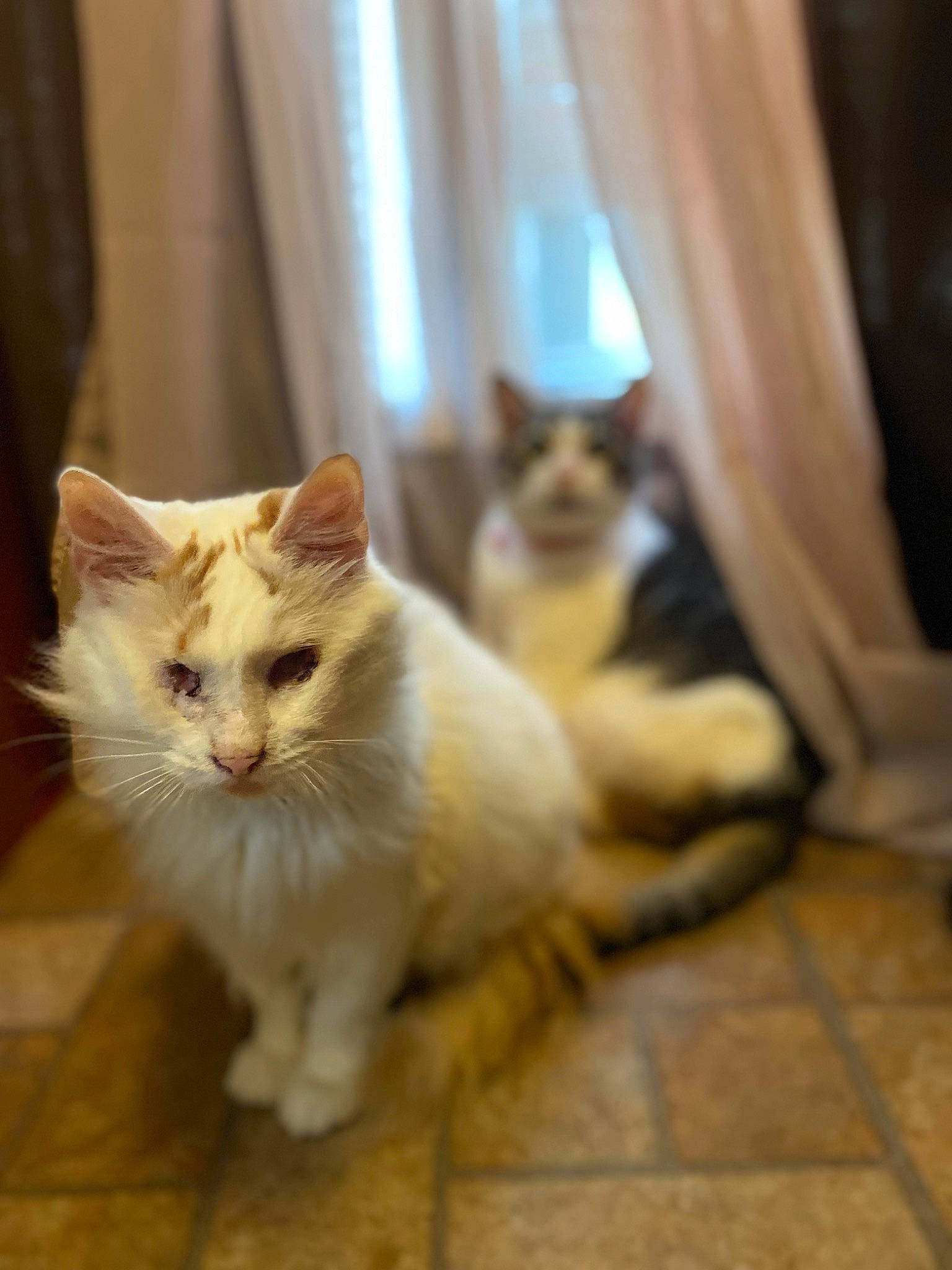 Echo joined the competition — help win amazing prizes! carnivore, cat, curtain, domestic_short_haired_cat, door, fawn, felidae, floor, flooring, fur, hardwood, mammal, paw, sitting, small_to_medium_sized_cats, snout, tail, whiskers, window, wood