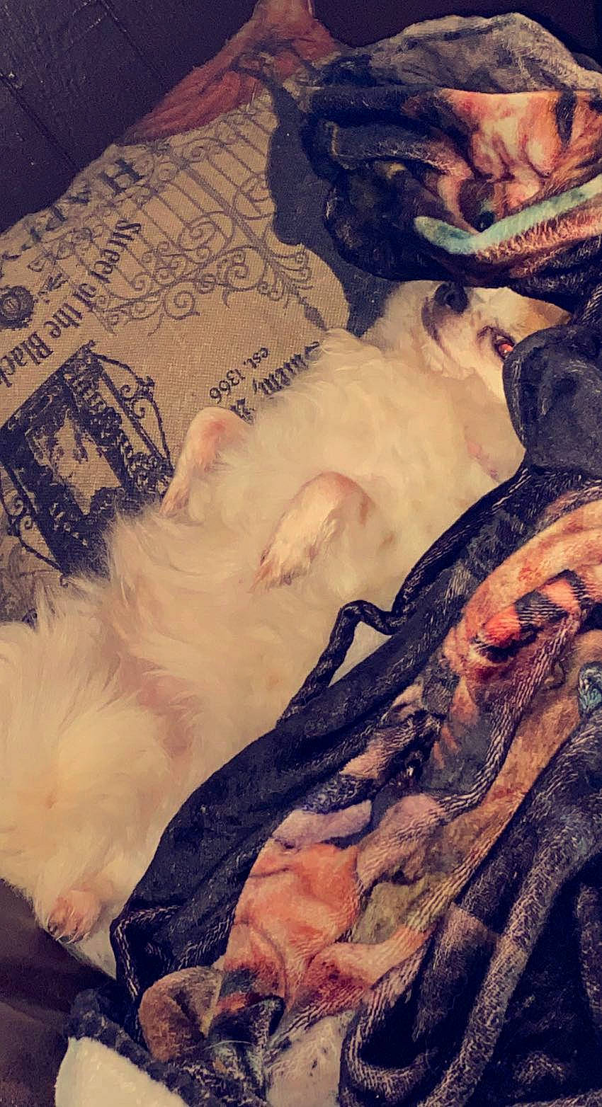 Pennywise is registered to the contest to win money with this photo: abdomen, art, beard, bedding, bedtime, chest, cloud, comfort, companion_dog, felidae, flesh, fur, hat, linens, mammal, mythology, nap, sky, sleep, visual_arts