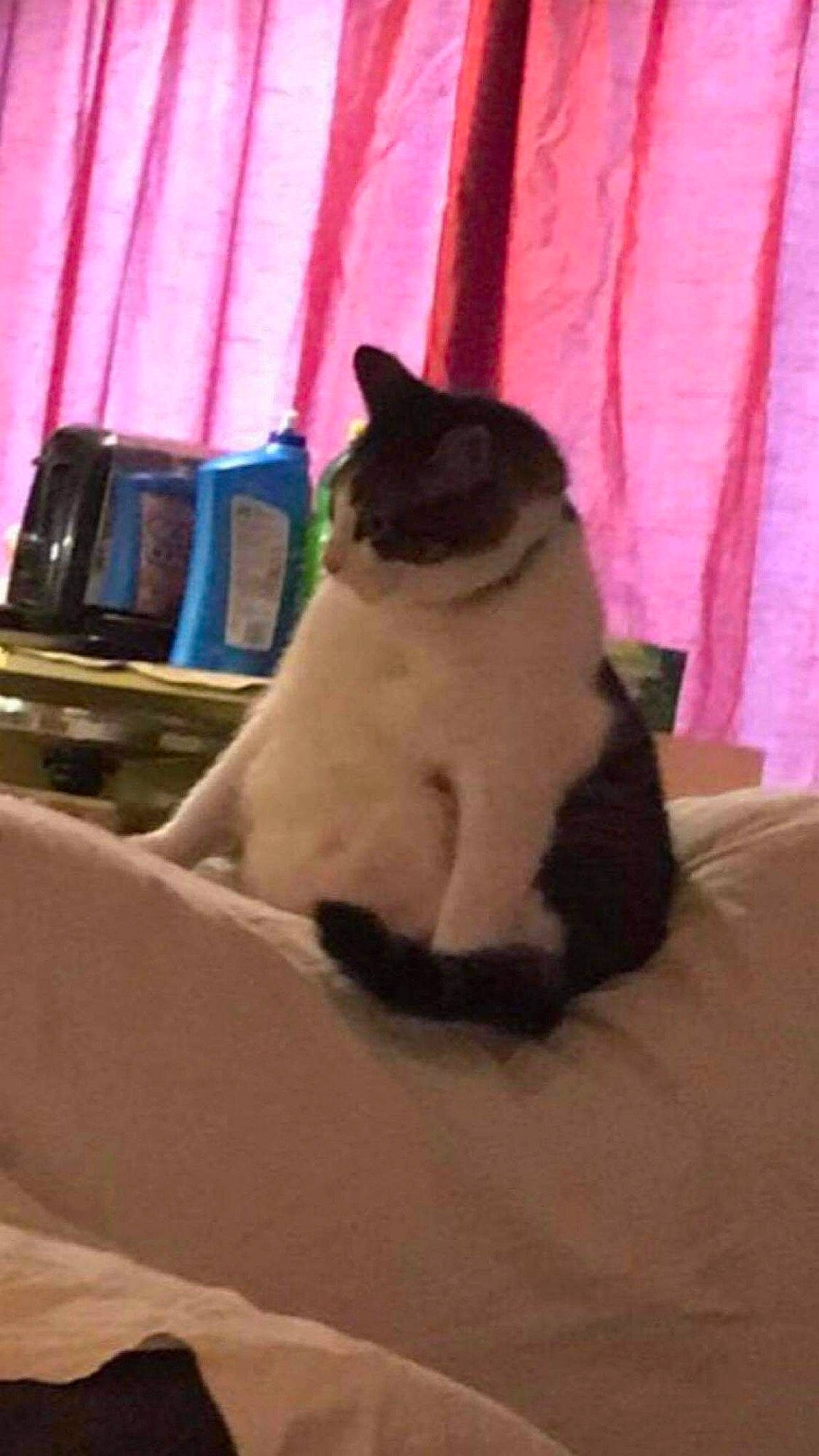 Wilson joined the competition — help win amazing prizes! carnivore, cat, comfort, curtain, felidae, formal_wear, fur, linens, magenta, pet_supply, room, small_to_medium_sized_cats, tail, terrestrial_animal, tints_and_shades, whiskers