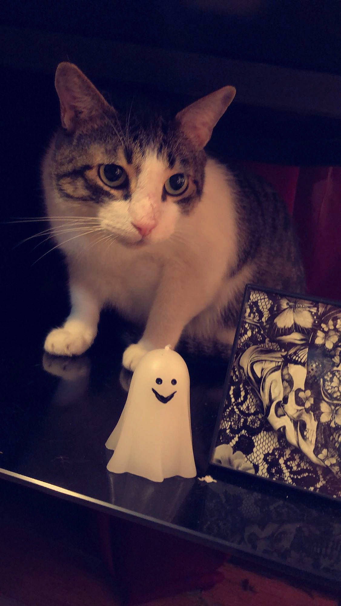 Wilson is registered to the contest to win money with this photo: carnivore, cat, cloud, darkness, domestic_short_haired_cat, felidae, foot, fur, metal, meteorological_phenomenon, paw, photo_caption, sitting, sky, small_to_medium_sized_cats, snout, tail, whiskers, window, wood