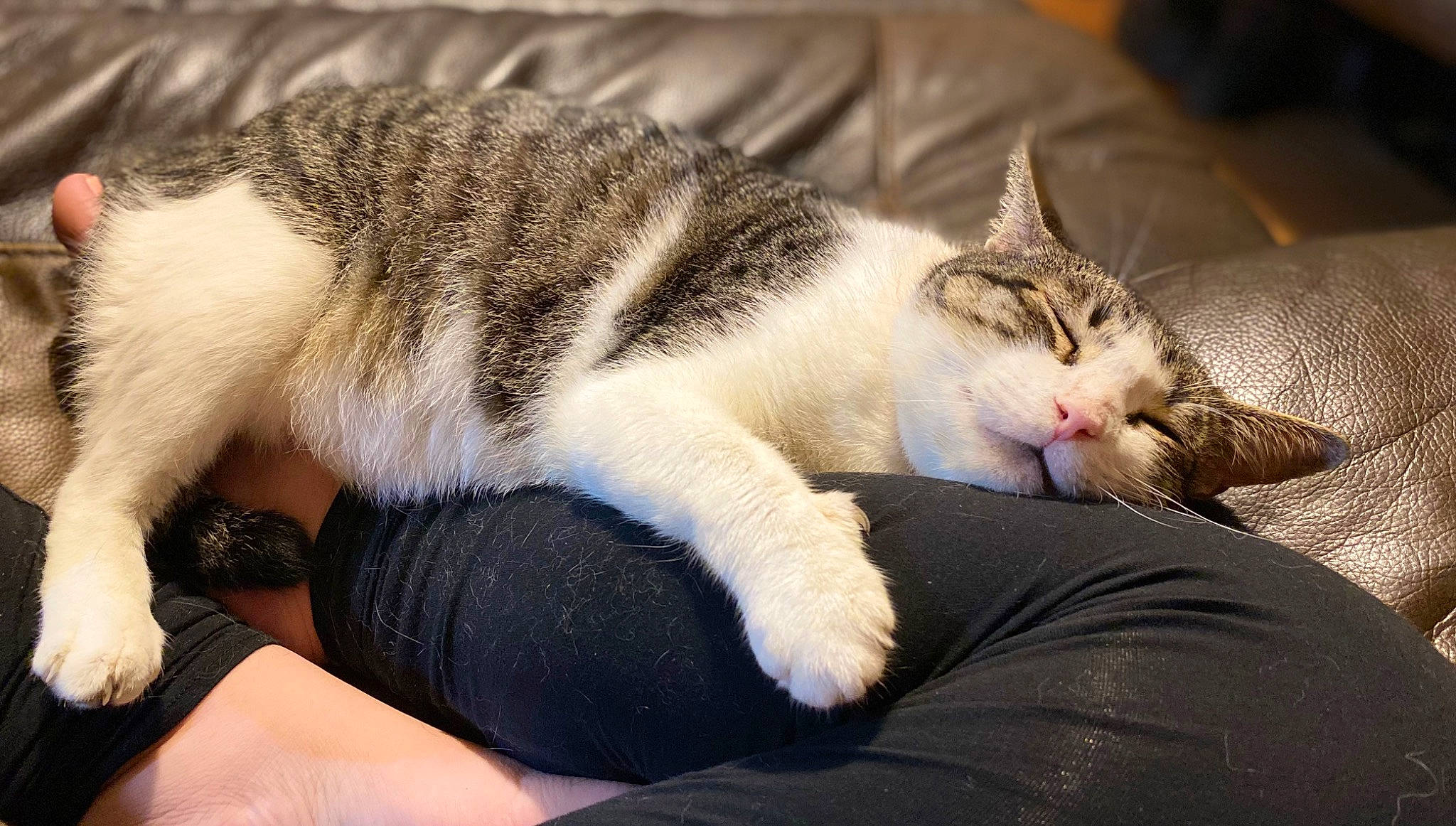 Wilson is registered to the contest to win money with this photo: bored, carnivore, cat, claw, comfort, domestic_short_haired_cat, felidae, fur, human_leg, nail, nap, paw, sleep, small_to_medium_sized_cats, snout, tail, terrestrial_animal, whiskers