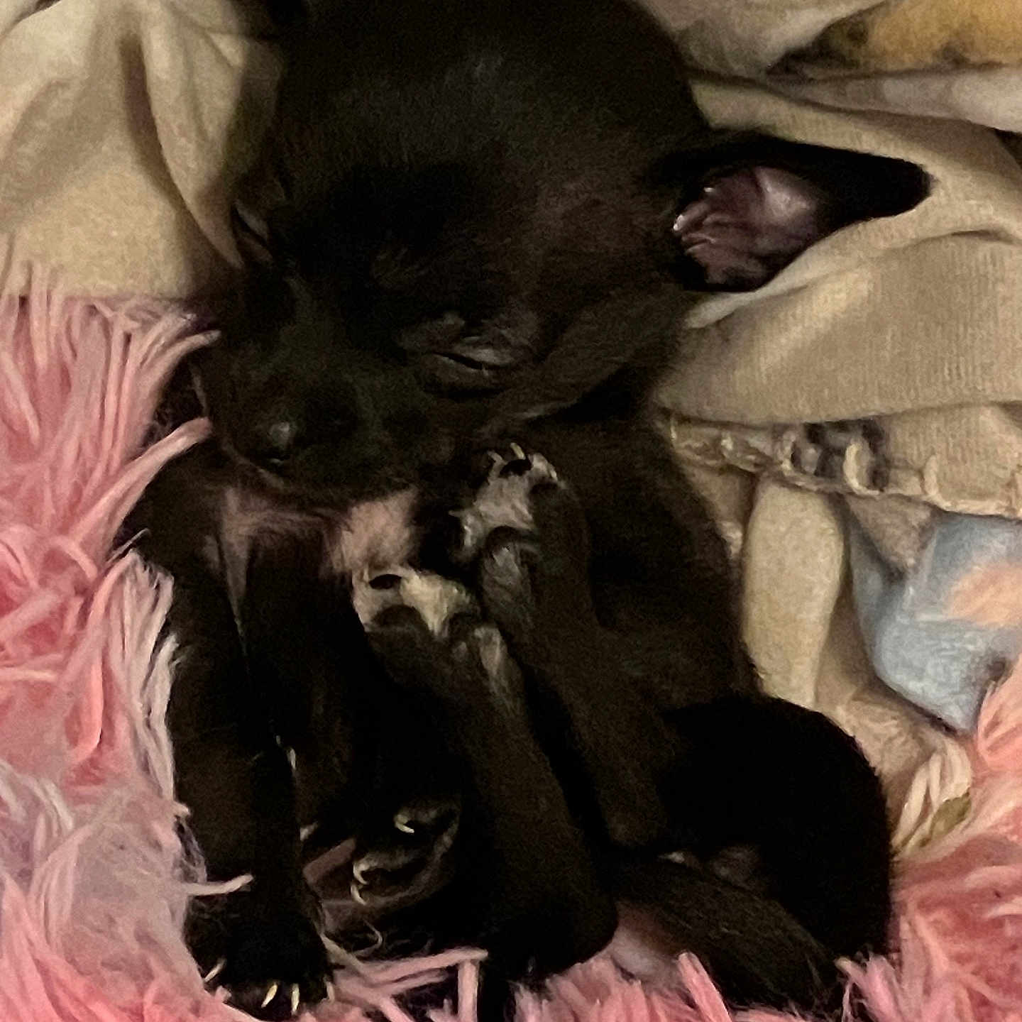 Cici joined the competition — help win amazing prizes! animal, bed, bedroom, blanket, bulldog, canine, cat, chihuahua, dog, face, furniture, head, homedecor, hound, indoors, kitten, person, pet, puppy, sleeping