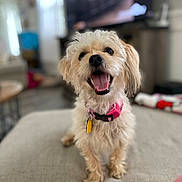 Pumpkin joined the competition — help win amazing prizes! animal, blurred_background, canine, companion, couch, cute, dog, domestic_animal, friendly, fur, happy, indoor, living_room, pet, pink_collar, playful, sitting, small_dog, smiling, tongue_out