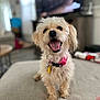 animal, blurred_background, canine, companion, couch, cute, dog, domestic_animal, friendly, fur, happy, indoor, living_room, pet, pink_collar, playful, sitting, small_dog, smiling, tongue_out