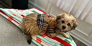 Pumpkin is registered to the contest to win money with this photo: affenpinscher, animal, blanket, boy, canine, cat, child, couch, dog, furniture, homedecor, linen, male, person, pet, poodle, puppy, quilt, terrier, towel