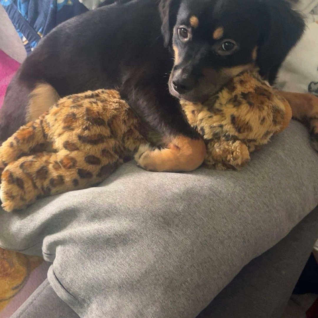 Vaiana participe au concours pour gagner de l'argent avec cette photo : animal, ball, blanket, canine, couch, cushion, dog, furniture, homedecor, hound, indoors, interiordesign, linen, person, pet, pillow, puppy, sleeping, sport, tennis