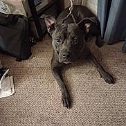 Black Jack joined the competition — help win amazing prizes! animal, bag, carpet, companion, container, curious, curtains, dog, domestic, ears_up, floor, gray_dog, home, indoor, leash, looking, mammal, pet, relaxed, storage