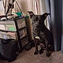 Black Jack joined the competition — help win amazing prizes! black_dog, calm, carpet, container, curtain, dog, ears_up, floor, furniture, household_items, indoor, leash, looking_at_camera, pet, plastic_drawer, room, shadow, sitting, storage, wall