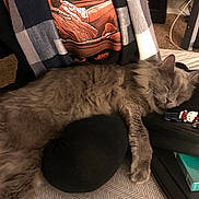 Ash is registered to the contest to win money with this photo: cat, sleeping, gray_cat, bed, neck_pillow, keychain, hello_kitty, phone, blanket, tshirt, graphic_design, tattoo, carpet, zipper, pouch, indoor, furniture, relaxed, napping, pet