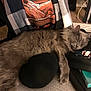 cat, sleeping, gray_cat, bed, neck_pillow, keychain, hello_kitty, phone, blanket, tshirt, graphic_design, tattoo, carpet, zipper, pouch, indoor, furniture, relaxed, napping, pet