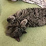 Ash is registered to the contest to win money with this photo: cat, gray_cat, fluffy, sleeping, relaxed, pet, animal, fur, whiskers, paws, indoor, blanket, cozy, cute, resting, mammal, domestic_animal, feline, lying_down, soft