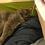 Ash is registered to the contest to win money with this photo: cat, sleeping, tongue_out, gray_fur, cozy, blanket, indoor, pet, resting, furry, cute, animal, relaxed, home, soft, close_up, fur, comfort, nap, domestic