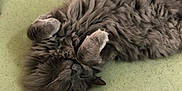 Ash is registered to the contest to win money with this photo: cat, gray_cat, fluffy, sleeping, relaxed, pet, animal, fur, whiskers, paws, indoor, blanket, cozy, cute, resting, mammal, domestic_animal, feline, lying_down, soft