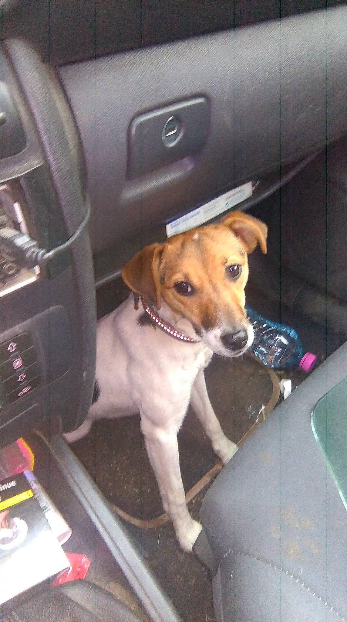 First participe au concours pour gagner de l'argent avec cette photo : canidae, carnivore, companion_dog, dog, dog_breed, fawn, jack_russell_terrier, mammal, puppy, smooth_fox_terrier, snout, sporting_group, vehicle