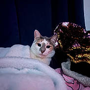 Goo is registered to the contest to win money with this photo: cat, blanket, sequin, fabric, cozy, indoor, pet, fur, face, cute, relaxed, resting, comfort, home, soft, texture, pink, white, animal, curious