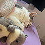 Goo is registered to the contest to win money with this photo: cat, sleeping, plush_toy, bed, purple_sheet, cozy, indoor, feline, white_fur, grey_fur, resting, cute, soft_texture, blanket, nap, pet, animal, comfort, relaxation, closeup