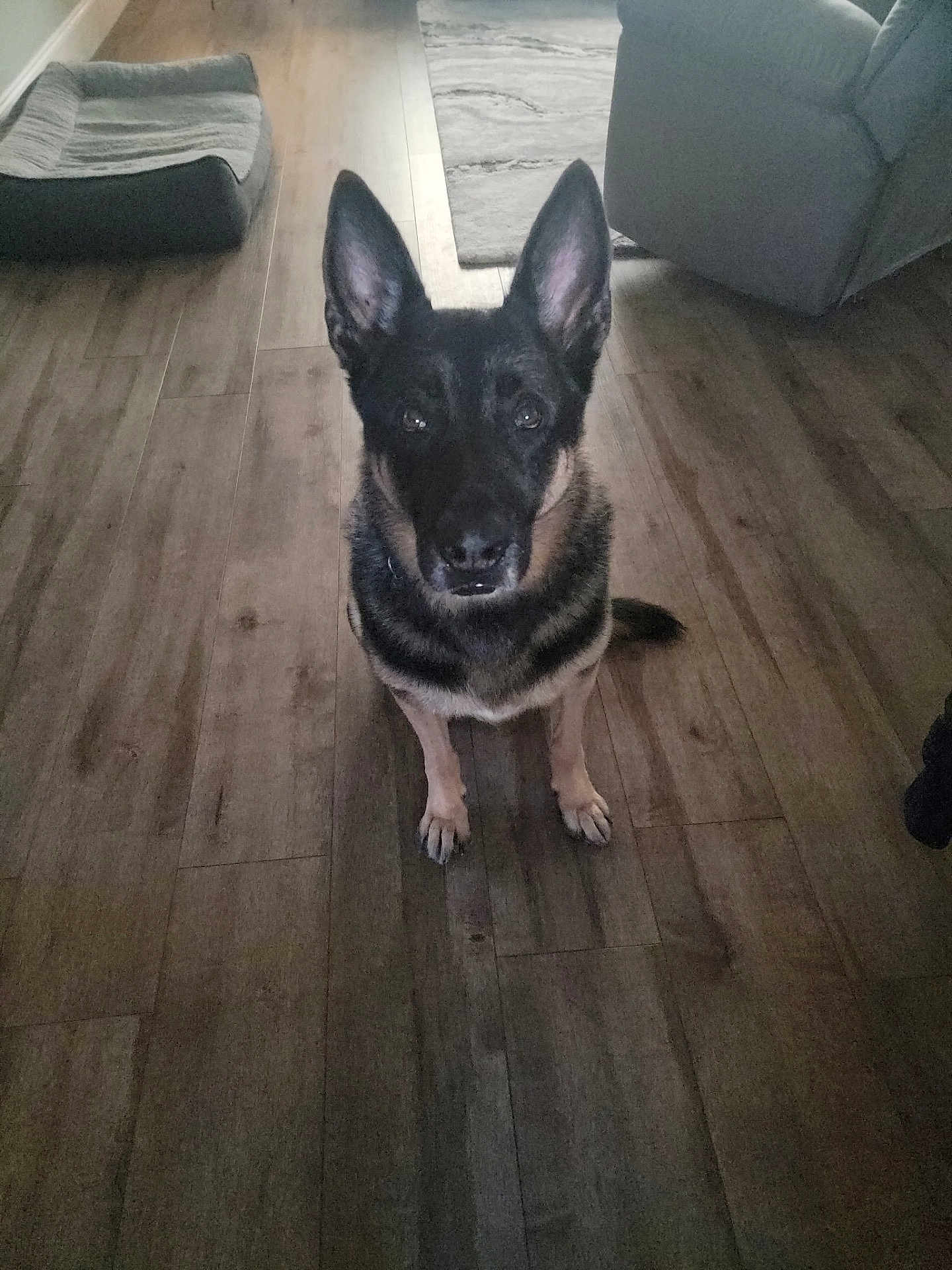 Tick is registered to the contest to win money with this photo: dog, german_shepherd, pet, indoor, floor, wooden_floor, dog_bed, rug, animal, canine, ears, sitting, looking, home, cozy, room, flooring, fur, attention, companion