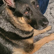 Tick joined the competition — help win amazing prizes! dog, german_shepherd, carpet, indoor, pet, animal, fur, ears, brown, black, blanket, chair, floor, relaxed, looking_up, domestic, mammal, companion, portrait, cozy