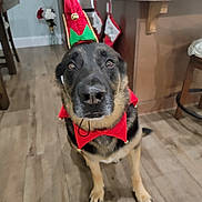 Tick is registered to the contest to win money with this photo: animal, canine, christmas, costume, cute, decorations, dog, elf_collar, elf_hat, festive, furniture, german_shepherd, holiday, indoor, kitchen, pet_costume, portrait, sitting, stockings, wooden_floor