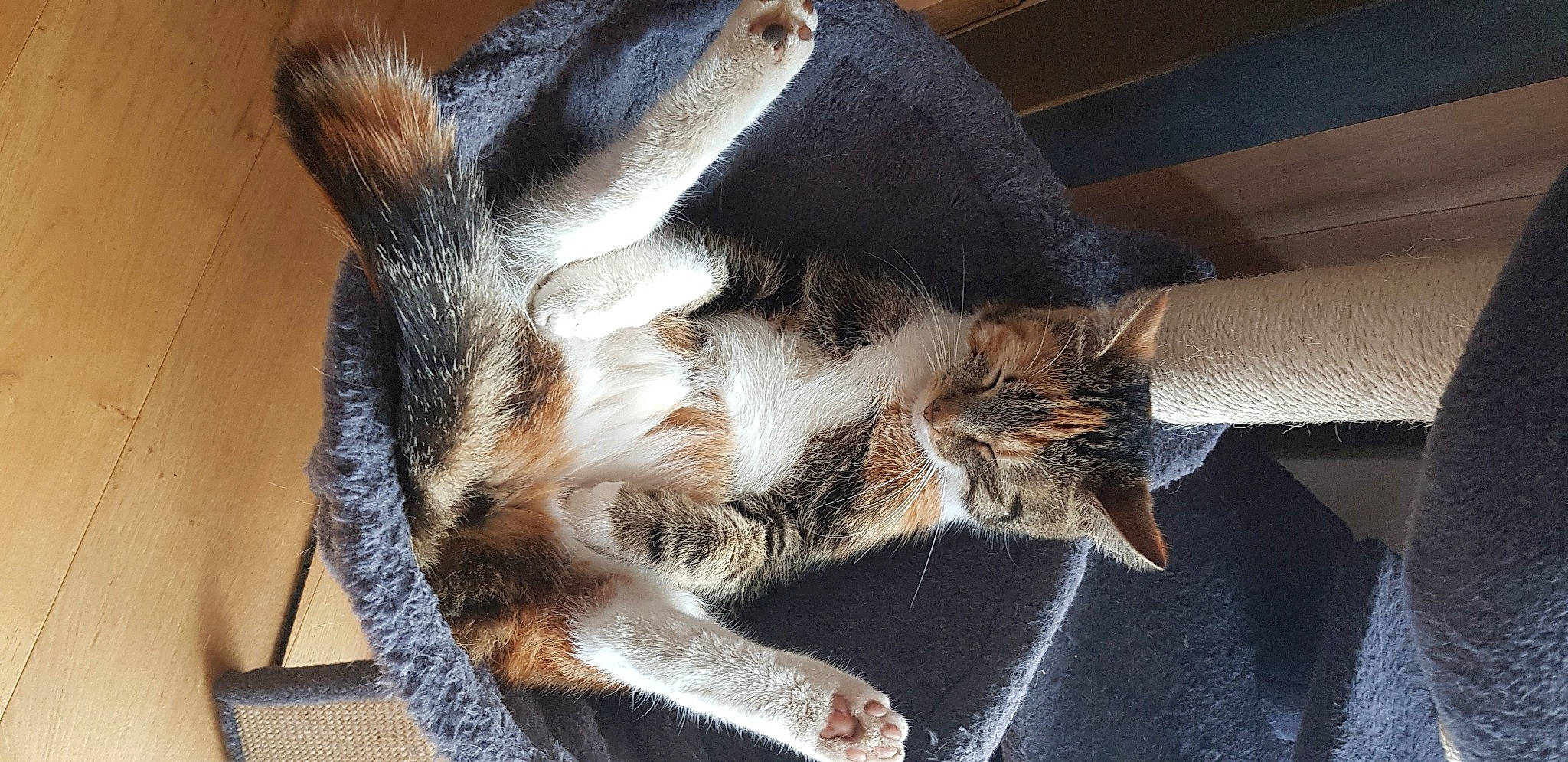 Simca participe au concours pour gagner de l'argent avec cette photo : carnivore, cat, claw, comfort, domestic_short_haired_cat, felidae, foot, fur, paw, small_to_medium_sized_cats, tail, terrestrial_animal, toe, whiskers, window