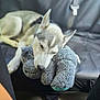 Oden joined the competition — help win amazing prizes! dog, puppy, husky, stuffed_toy, sleeping, car_seat, black_leather, pet, animal, cute, cozy, resting, indoor, closeup, fur, ears, snout, black_nose, relaxation, companion