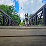 Oden joined the competition — help win amazing prizes! dog, husky, puppy, bridge, wooden_bridge, outdoor, nature, sky, clouds, greenery, trees, canine, pet, animal, tongue_out, playful, walking, daytime, blue_sky, happy