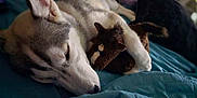 Oden joined the competition — help win amazing prizes! dog, puppy, sleeping, cute, stuffed_animal, toy, bed, blanket, cozy, fur, pet, animal, indoors, relaxing, snuggling, rest, closeup, soft, napping, comfort