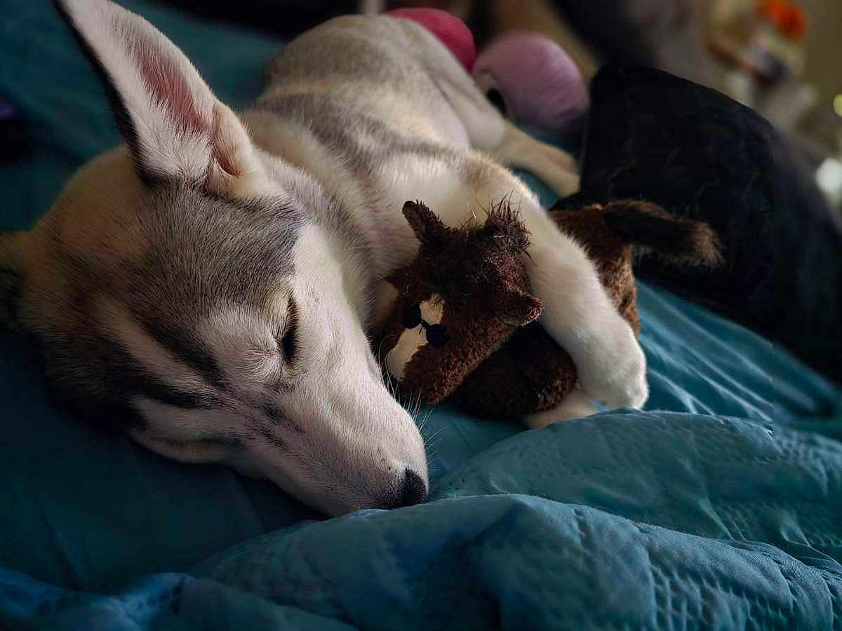 Oden joined the competition — help win amazing prizes! dog, puppy, sleeping, cute, stuffed_animal, toy, bed, blanket, cozy, fur, pet, animal, indoors, relaxing, snuggling, rest, closeup, soft, napping, comfort