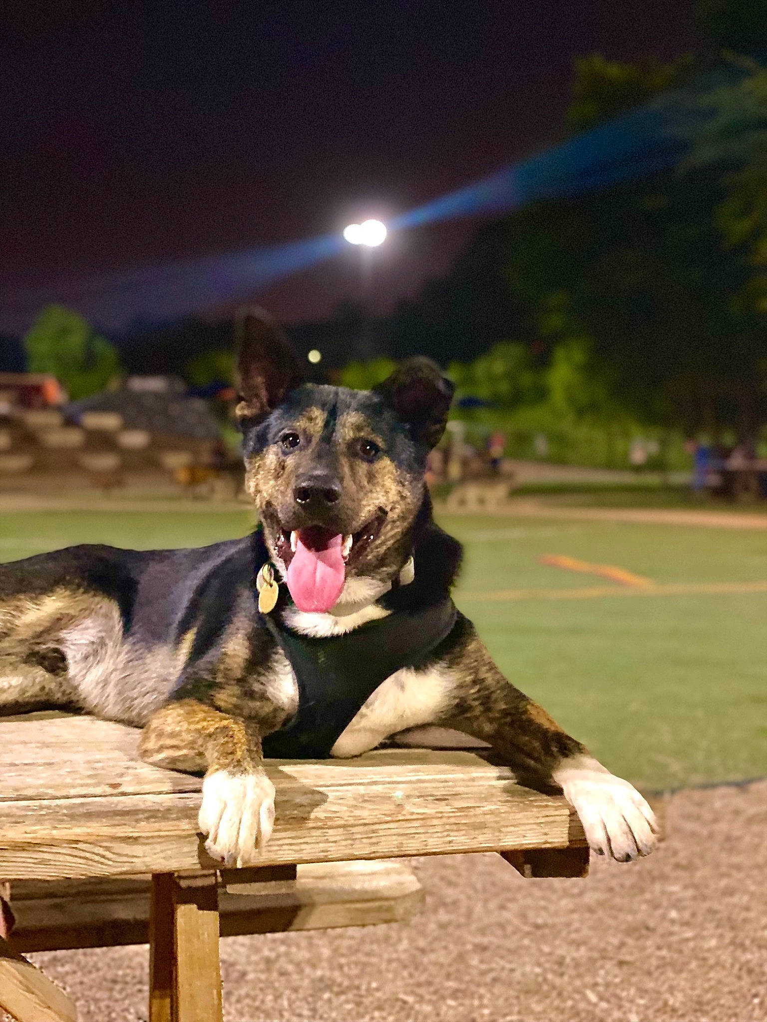Arlo is registered to the contest to win money with this photo: canidae, carnivore, companion_dog, dog, dog_breed, dog_collar, dog_supply, grass, guard_dog, leisure, night, non_sporting_group, plant, sky, snout, sporting_group, street, tree, wood, working_dog