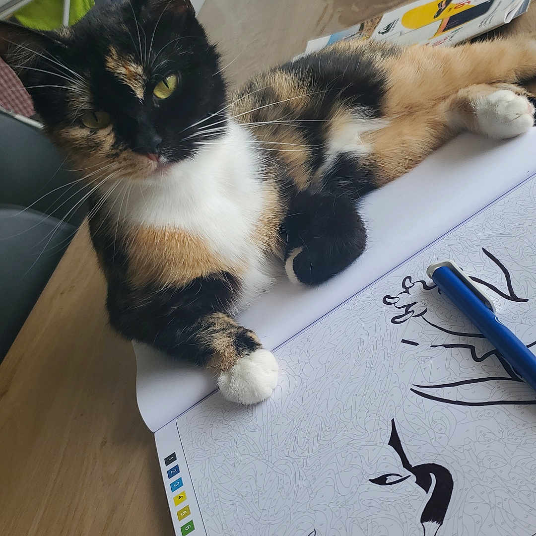 Nala participe au concours pour gagner de l'argent avec cette photo : abyssinian, advertisement, animal, bird, brush, cat, desk, device, furniture, hardwood, kitten, manx, pen, pet, poster, table, text, tool, toothbrush, wood