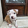 puppy, dog, pet, brown_and_white, cute, sitting, door, wooden_door, doorstep, outdoor, young, animal, canine, small, adorable, fur, nose, ears, paws, curious