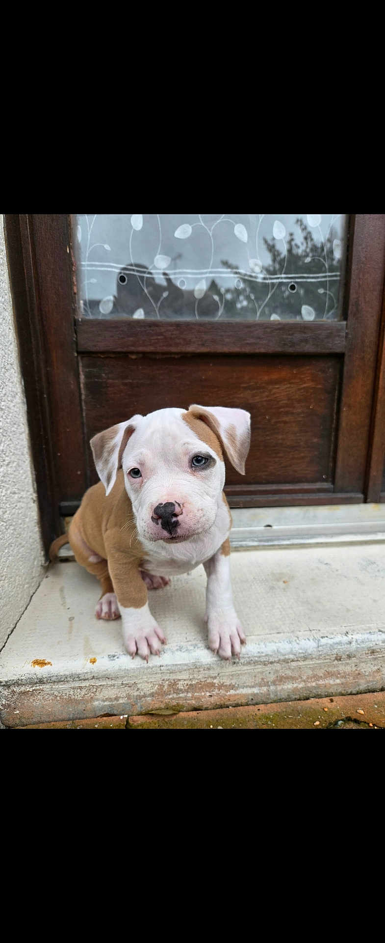Apash participe au concours pour gagner de l'argent avec cette photo : puppy, dog, pet, brown_and_white, cute, sitting, door, wooden_door, doorstep, outdoor, young, animal, canine, small, adorable, fur, nose, ears, paws, curious