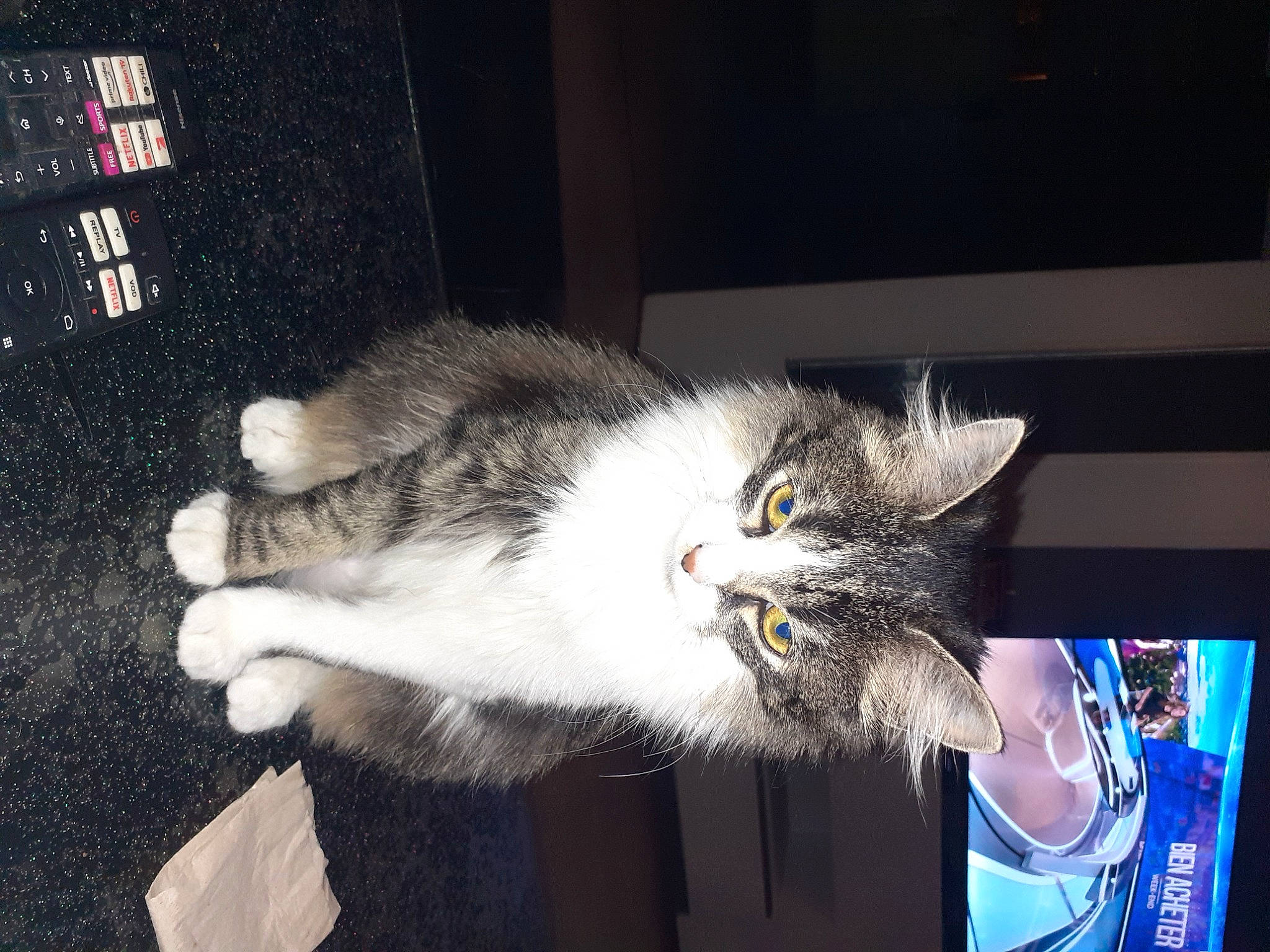 Miaouss participe au concours pour gagner de l'argent avec cette photo : carnivore, cat, claw, comfort, darkness, domestic_short_haired_cat, felidae, fur, paw, small_to_medium_sized_cats, snout, tail, whiskers, window