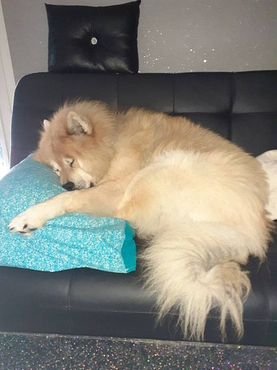 Many a rejoint le concours — aidez-le/la à gagner de superbes lots ! box, british_longhair, canidae, carnivore, cat, claw, comfort, companion_dog, dog_breed, fawn, felidae, fur, nap, paw, small_to_medium_sized_cats, spitz, sporting_group, tail, toy_dog, whiskers