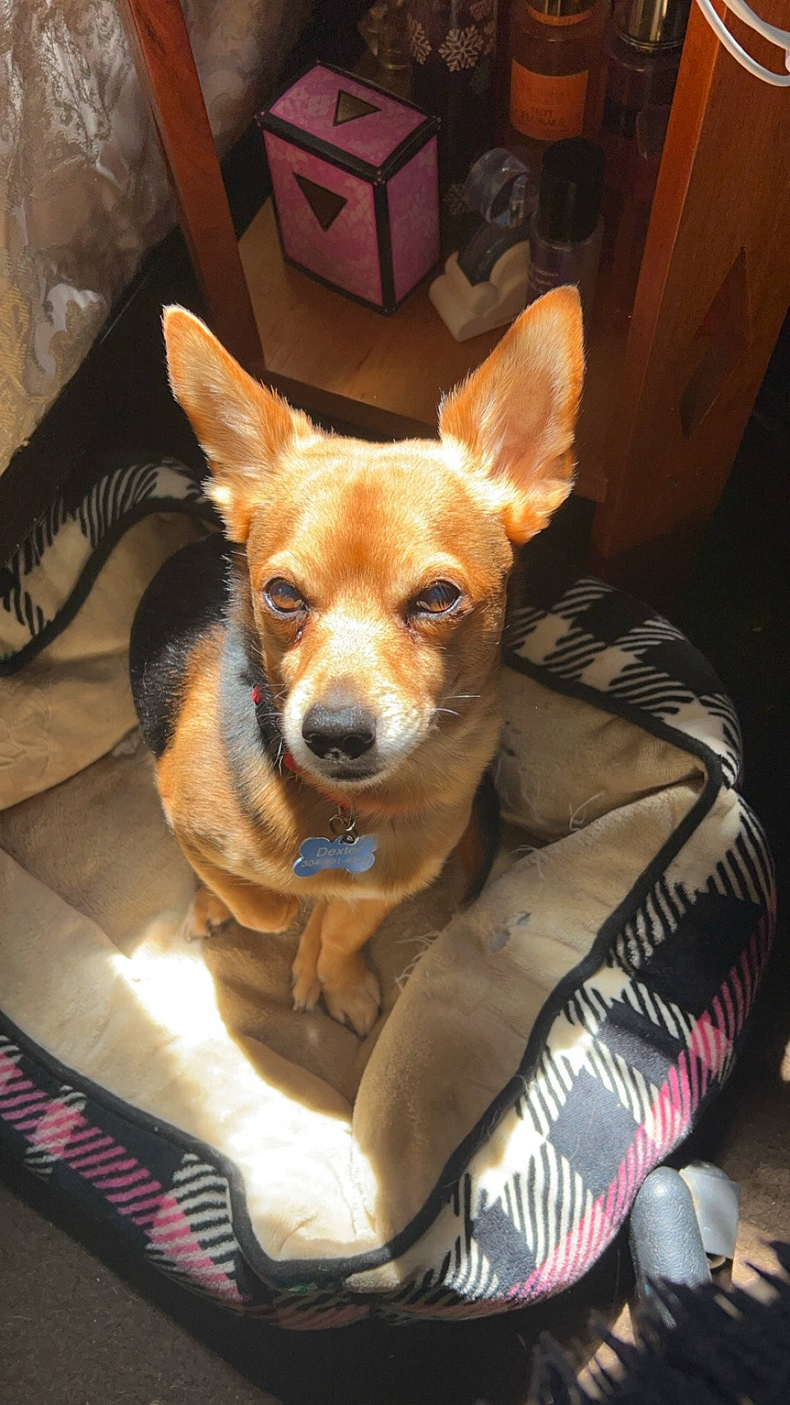 Dexter is registered to the contest to win money with this photo: canidae, carnivore, chair, comfort, companion_dog, corgi_chihuahua, dog, dog_breed, fawn, fur, non_sporting_group, sitting, snout, sporting_group, terrestrial_animal, toy_dog, whiskers, working_animal